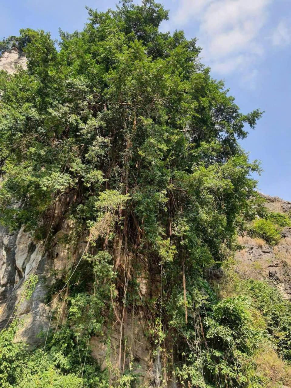Trang An Hana Homestay Nguyen Ngoai Exteriör bild